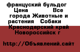француский бульдог › Цена ­ 40 000 - Все города Животные и растения » Собаки   . Краснодарский край,Новороссийск г.